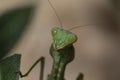 Giant African mantis, Sphodromantis viridis in the wild amongst a bush in a garden in cyprus during may.