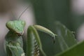 Giant African mantis, Sphodromantis viridis in the wild amongst a bush in a garden in cyprus during may.