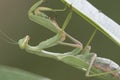Giant African mantis, Sphodromantis viridis in the wild amongst a bush in a garden in cyprus during may.