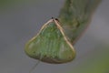 Giant African mantis, Sphodromantis viridis in the wild amongst a bush in a garden in cyprus during may.