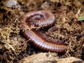 Giant African Millepede Or Archispirostreptus Gigas