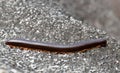 Giant African millipede Archispirostreptus gigas