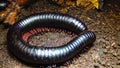 The giant African millipede (Archispirostreptus gigas), is one of the largest millipedes