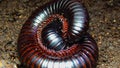 The giant African millipede (Archispirostreptus gigas), is one of the largest millipedes