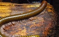 The giant African millipede (Archispirostreptus gigas), is one of the largest millipedes