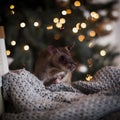 Giant african pouched rat in decorated room with Christmass tree.