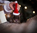 Giant african pouched rat in decorated room with Christmass tree.