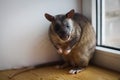 Giant african pouched rat in front of window