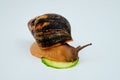 Giant African snail achatina eats a piece of cucumber. isolated on a white background Royalty Free Stock Photo