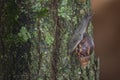 Giant African Snail (Achatina fulica) climbing tree trunk. Hermaphroditic species Royalty Free Stock Photo