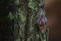 Giant African Snail (Achatina fulica) climbing tree trunk. Hermaphroditic species Royalty Free Stock Photo