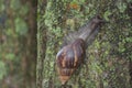 Giant African Snail (Achatina fulica) climbing tree trunk. Hermaphroditic species Royalty Free Stock Photo