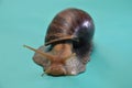 Giant African snail Achatina Royalty Free Stock Photo