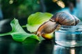 Giant African snail, Achatina fulica. Domestic shellfish with healing mucus Royalty Free Stock Photo