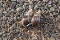 Giant African Snail (Achatina fulica) mating. Intersexual species Royalty Free Stock Photo