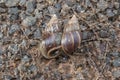 Giant African Snail (Achatina fulica) mating. Intersexual species