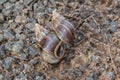 Giant African Snail (Achatina fulica) mating. Intersexual species