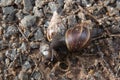 Giant African Snail (Achatina fulica) mating. Intersexual species Royalty Free Stock Photo