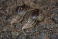 Giant African Snail (Achatina fulica) mating. Intersexual species