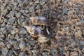 Giant African Snail (Achatina fulica) mating. Intersexual species Royalty Free Stock Photo