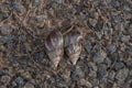 Giant African Snail (Achatina fulica) mating. Intersexual species Royalty Free Stock Photo