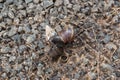 Giant African Snail (Achatina fulica) mating. Intersexual species Royalty Free Stock Photo