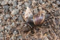Giant African Snail (Achatina fulica) mating. Intersexual species Royalty Free Stock Photo