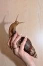 Giant African snail Achatina Royalty Free Stock Photo