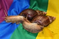 Giant African snail Achatina Royalty Free Stock Photo