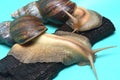 Giant African snail Achatina Royalty Free Stock Photo