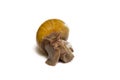 Giant african snail achatina isolated Royalty Free Stock Photo