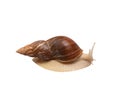 Giant African snail Achatina isolated on white background. Tropical snail Achatina fulica with shell. Achatina snail Royalty Free Stock Photo