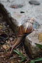 Giant African Snail (Achatina achatina) slowly crawling off the concrete step