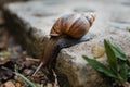 Giant African Snail (Achatina achatina) slowly crawling off the concrete step