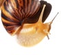 Giant African snail Achatina on white background. Achatina snail baby close up macro. Tropical snail Achatina fulica with shell Royalty Free Stock Photo