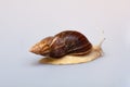 Giant African snail Achatina on white background. Achatina snail close up. Tropical snail Achatina fulica with shell Royalty Free Stock Photo