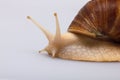 Giant African snail Achatina on white background. Achatina snail close up. Tropical snail Achatina fulica with shell Royalty Free Stock Photo