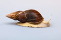 Giant African snail Achatina on white background. Achatina snail close up. Tropical snail Achatina fulica with shell Royalty Free Stock Photo