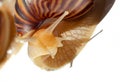 Giant African snail Achatina on white background. Achatina snail baby close up macro. Tropical snail Achatina fulica with shell Royalty Free Stock Photo