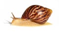 Giant African snail Achatina on white background. Achatina snail baby close up. Tropical snail Achatina fulica with shell Royalty Free Stock Photo