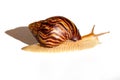 Giant African snail Achatina on white background. Achatina snail baby close up. Tropical snail Achatina fulica with shell Royalty Free Stock Photo