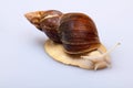 Giant African snail Achatina on white background. Achatina snail close up. Tropical snail Achatina fulica with shell Royalty Free Stock Photo