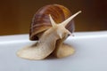 Giant African snail Achatina on white background. Achatina snail close up. Tropical snail Achatina fulica with shell Royalty Free Stock Photo