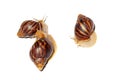 Giant African snail Achatina on white background. Three achatina snail baby close up macro. Tropical snail Achatina fulica with Royalty Free Stock Photo