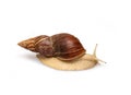 Giant African snail Achatina on white background. Tropical snail Achatina fulica with shell. Achatina snail close up Royalty Free Stock Photo