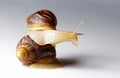 Giant African snail Achatina on white background. Two achatina snail baby close up macro. Tropical snail Achatina fulica with Royalty Free Stock Photo