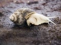 Giant African snail with brown coiled moving slow on the ground