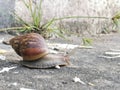 Giant african snail on concrete floor. Royalty Free Stock Photo