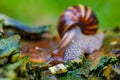 African snail - madagascar. AAfrica wildlife
