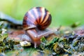 African snail - madagascar. Africa wildlife